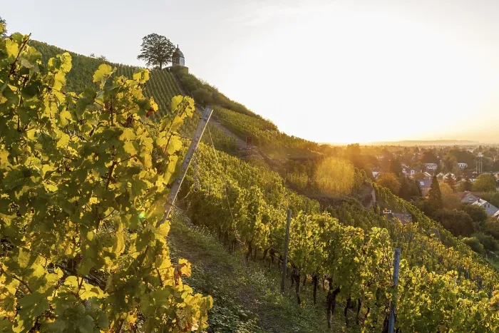 Framed Print : Sunrise in the vineyards around Wackerbarth Castle