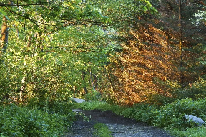 Framed Print : The sun's rays illuminate the fir tree forest