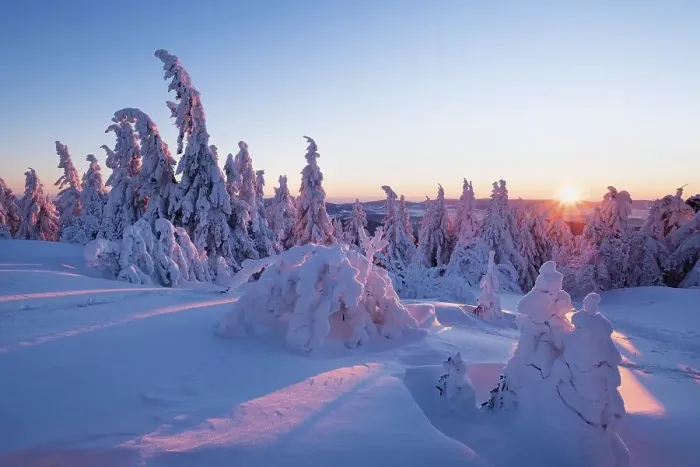 Framed Print : Sunset, Arbermandl, snowy spruces Framed Print : Sunset, Arbermandl, snowy spruces