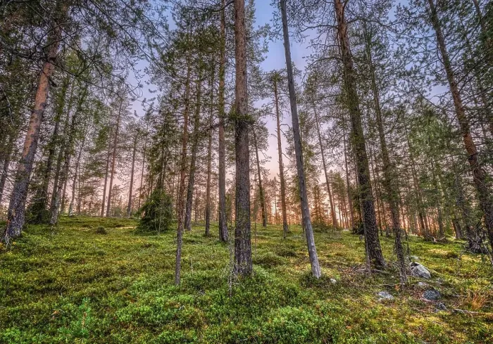 Framed Print : Sunset in boreal, arctic forest Framed Print : Sunset in boreal, arctic forest