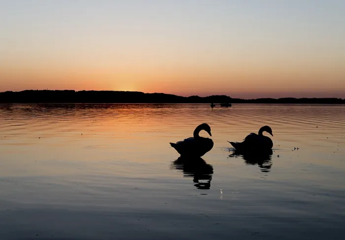 Framed Print : Sunset at the Chiemsee, silhouettes of two swans Framed Print : Sunset at the Chiemsee, silhouettes of two swans