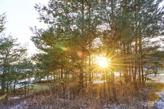 Framed Print : Sunset through a cots pines (Pinus sylvestris)