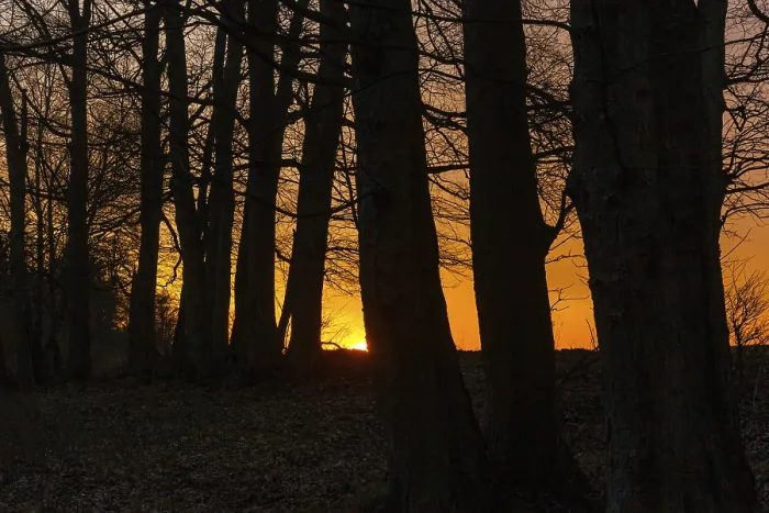 Framed Print : Sunset in the forest Framed Print : Sunset in the forest
