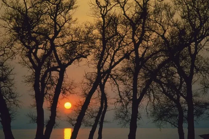 Framed Print : Sunset in Lake of Constance, the sun between trees Framed Print : Sunset in Lake of Constance, the sun between trees