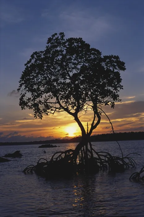 Framed Print : Sunset mangrove in Chiriyatapu Framed Print : Sunset mangrove in Chiriyatapu
