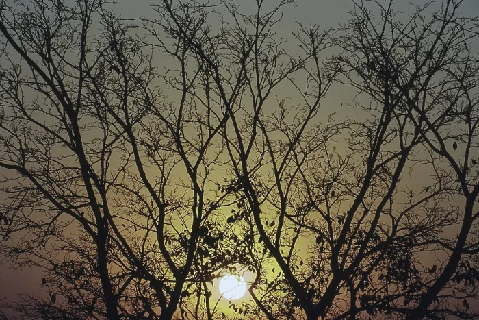 Framed Print : Sunset behind silhouetted tree branches