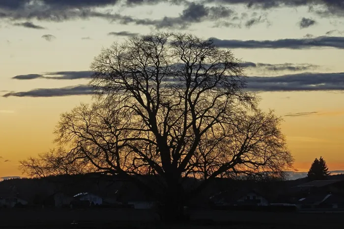 Framed Print : Sunset tree in front of forest backdrop with reddish and blue sky