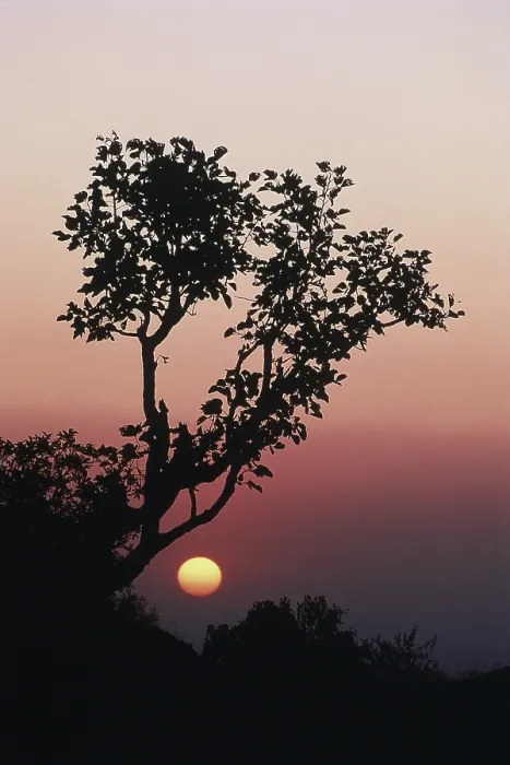 Framed Print : Sunset behind tree, Sunset Point Framed Print : Sunset behind tree, Sunset Point