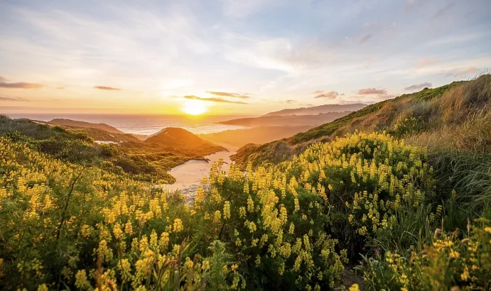 Framed Print : Sunset, Yellow Lupines (Lupinus luteus) on sand dunes