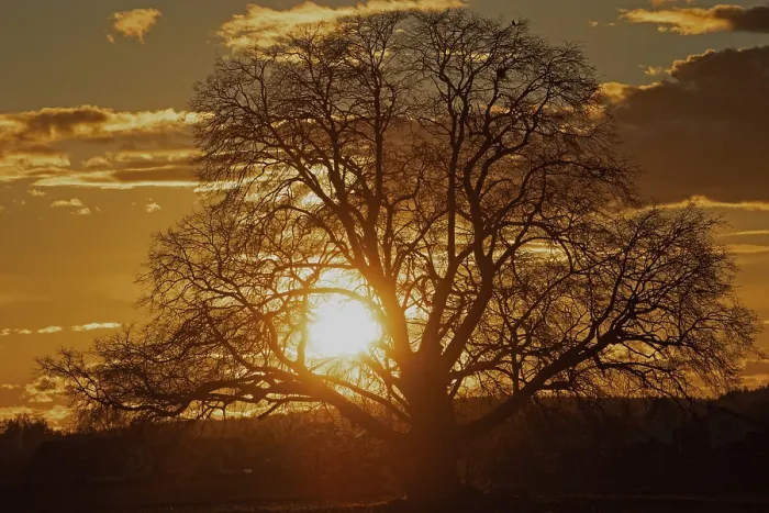Framed Print : Sunset yellow sun with rays behind tree in front of forest scenery and reddish sky