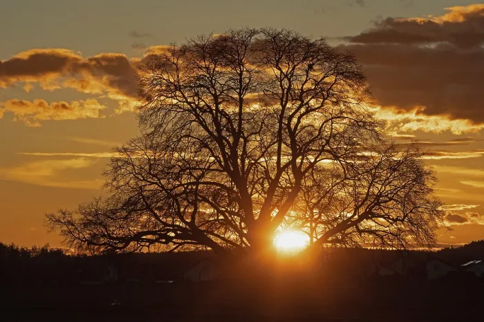 Framed Print : Sunset yellow sun with rays behind tree in front of forest scenery and reddish sky Framed Print : Sunset yellow sun with rays behind tree in front of forest scenery and reddish sky
