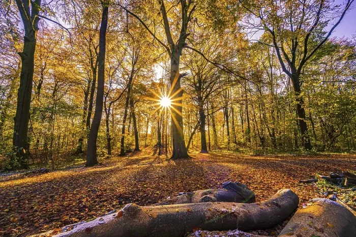 Framed Print : A sunstar at sunset in a deciduous forest in late autumn with colourful leaves on the forest floor Framed Print : A sunstar at sunset in a deciduous forest in late autumn with colourful leaves on the forest floor
