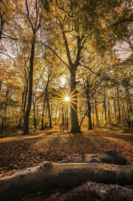 Framed Print : A sunstar at sunset in a deciduous forest in late autumn with colourful leaves on the forest floor Framed Print : A sunstar at sunset in a deciduous forest in late autumn with colourful leaves on the forest floor