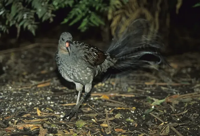 Framed Print : Superb Lyrebird (Menura novaehollandiae)