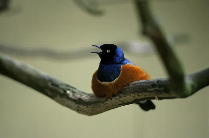 Framed Print : Superb starling (Lamprotornis superbus)