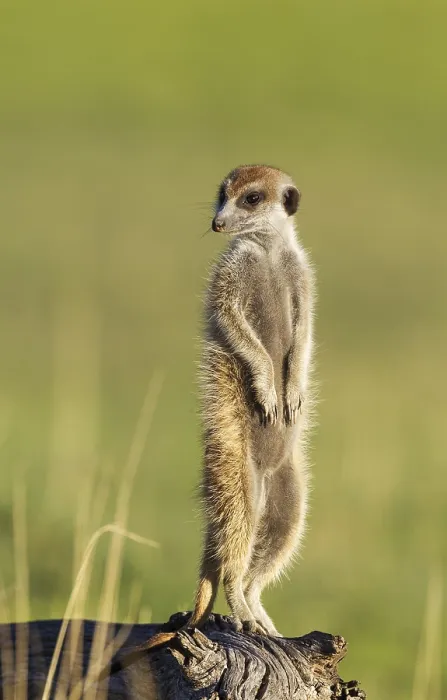 Framed Print : Suricate or meerkat (Suricata suricatta)