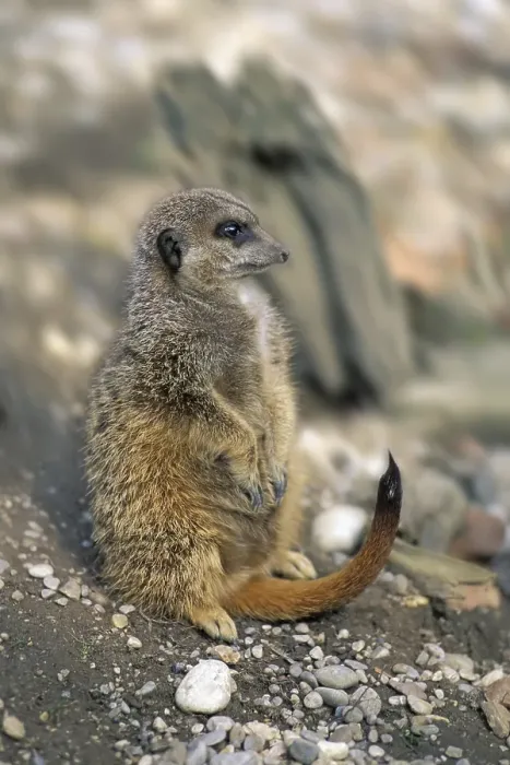 Framed Print : Suricate ( Suricata suricatta ) Framed Print : Suricate ( Suricata suricatta )