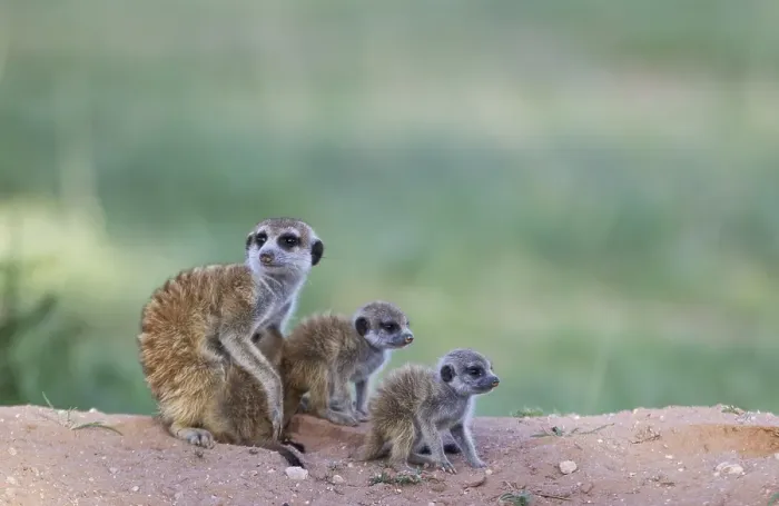 Framed Print : Suricates (Suricata suricatta)