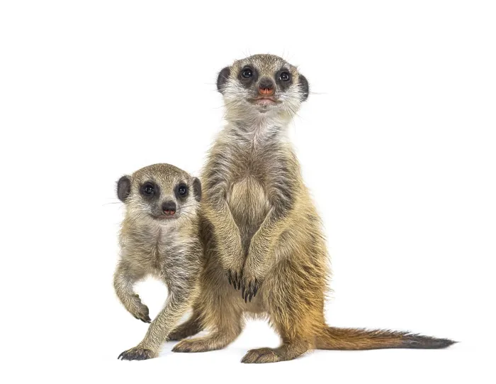 Framed Print : Two Suricates, Suricata suricatta Framed Print : Two Suricates, Suricata suricatta