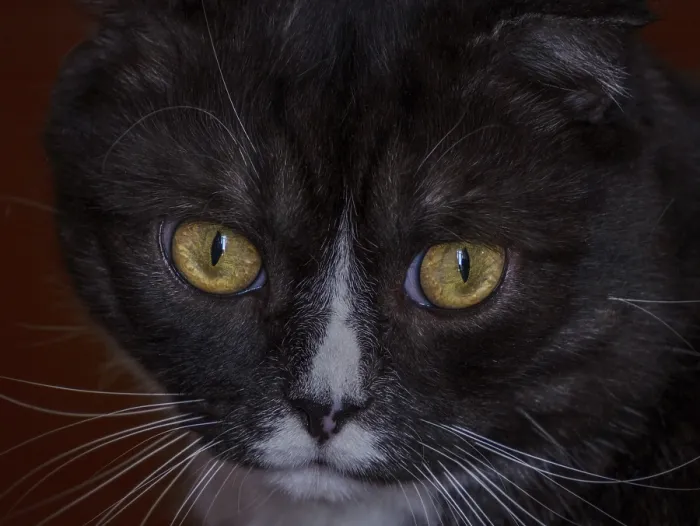 Framed Print : Surprised black cat with yellow eyes close up