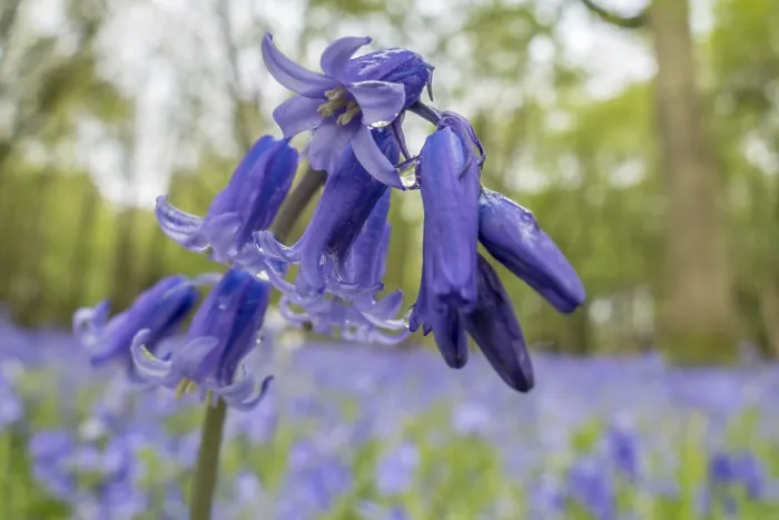 Framed Print : Sussex Bluebells Framed Print : Sussex Bluebells