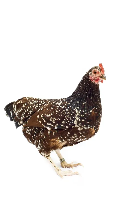 Framed Print : Sussex chicken breed