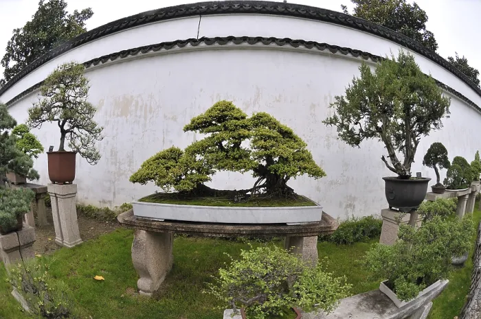 Framed Print : Suzhou, suzhou garden, bonsai garden Framed Print : Suzhou, suzhou garden, bonsai garden