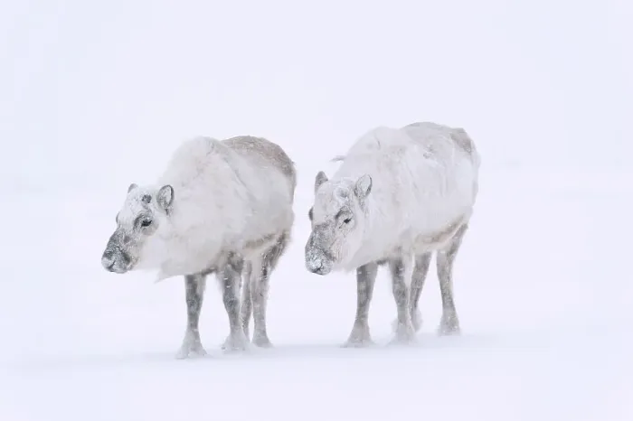 Framed Print : Svalbard Reindeer (Rangifer tarandus platyrhynchu) without antlers in a snow storm