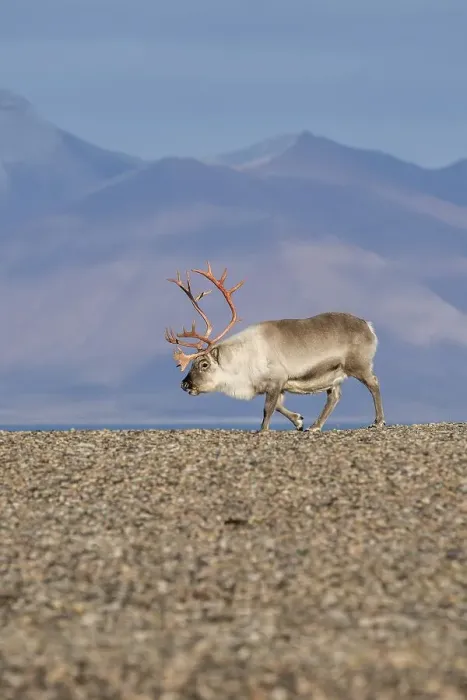 Framed Print : Svalbard Reindeer (Rangifer tarandus platyrhynchus)