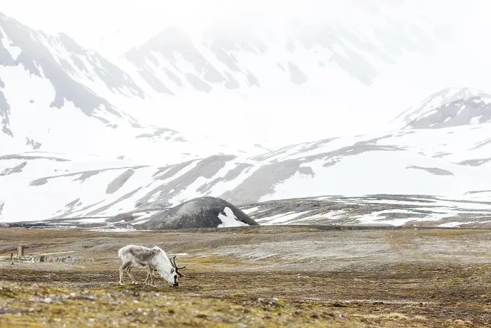 Framed Print : Svalbard reindeer (Rangifer tarandus platyrhynchus)