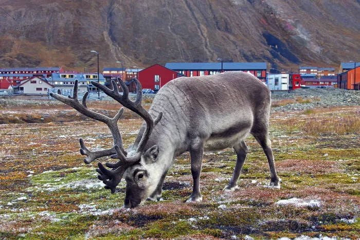 Framed Print : Svalbard reindeer (Rangifer tarandus platyrhynchus) Framed Print : Svalbard reindeer (Rangifer tarandus platyrhynchus)