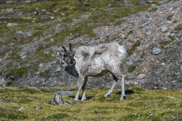 Framed Print : Svalbard reindeer (Rangifer tarandus platyrhynchus) Framed Print : Svalbard reindeer (Rangifer tarandus platyrhynchus)