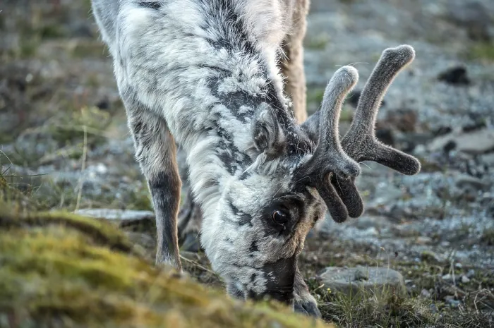 Framed Print : Svalbard reindeer (Rangifer tarandus platyrhynchus)