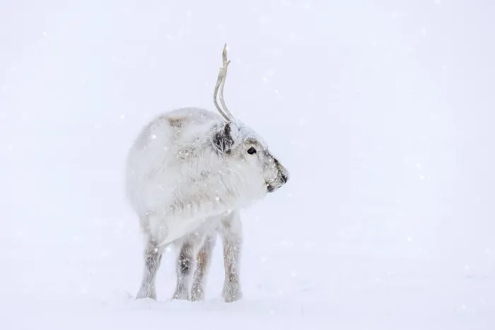 Framed Print : Svalbard reindeer (Rangifer tarandus platyrhynchus)