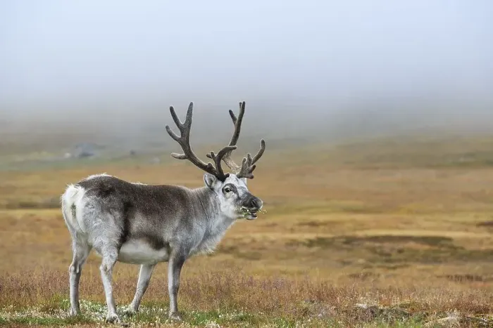 Framed Print : Svalbard Reindeer (Rangifer tarandus platyrhynchus) eating Framed Print : Svalbard Reindeer (Rangifer tarandus platyrhynchus) eating