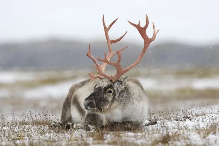 Framed Print : Svalbard reindeer (Rangifer tarandus platyrhynchus) male
