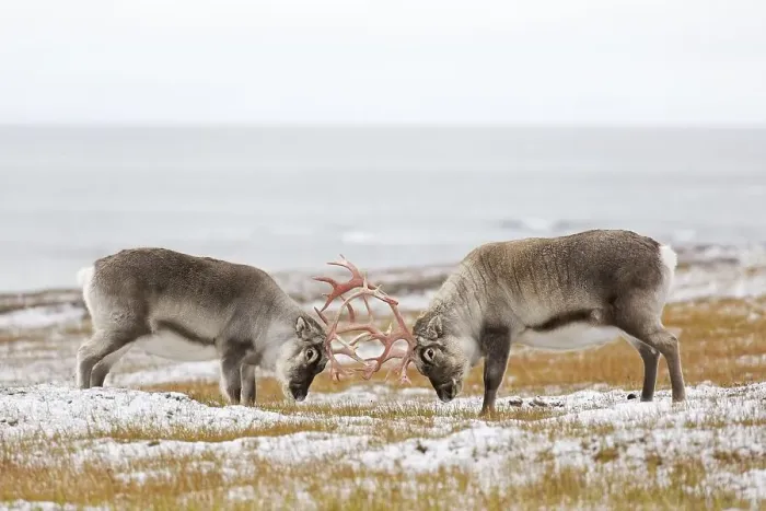 Framed Print : Two Svalbard reindeer (Rangifer tarandus platyrhynchus) males