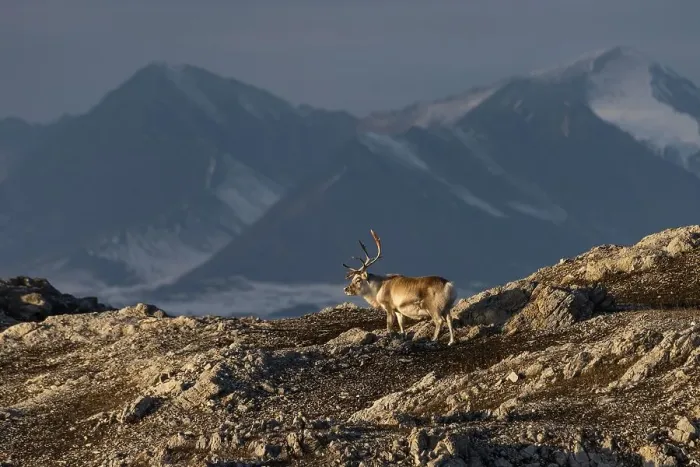 Framed Print : Svalbard reindeer (Rangifer tarandus platyrhynchus) in front of mountain scenery