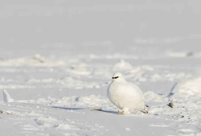 Framed Print : Svalbard Rock ptarmigan, Lagopus muta hyperborea