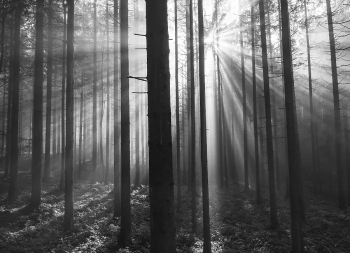 Framed Print : SW shot, sunrays breaking in the morning fog in the coniferous forest Framed Print : SW shot, sunrays breaking in the morning fog in the coniferous forest
