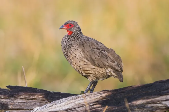 Framed Print : Swainson's spurfowl (Francolinus swainsonii)