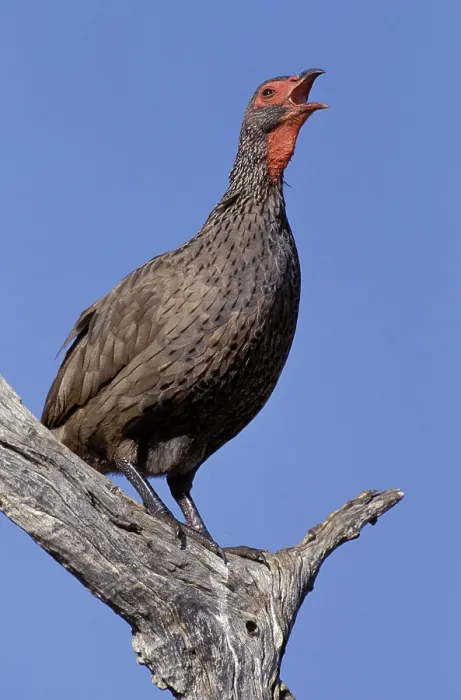 Framed Print : Swainson's Spurfowl, (Francolinus swainsonii) Framed Print : Swainson's Spurfowl, (Francolinus swainsonii)