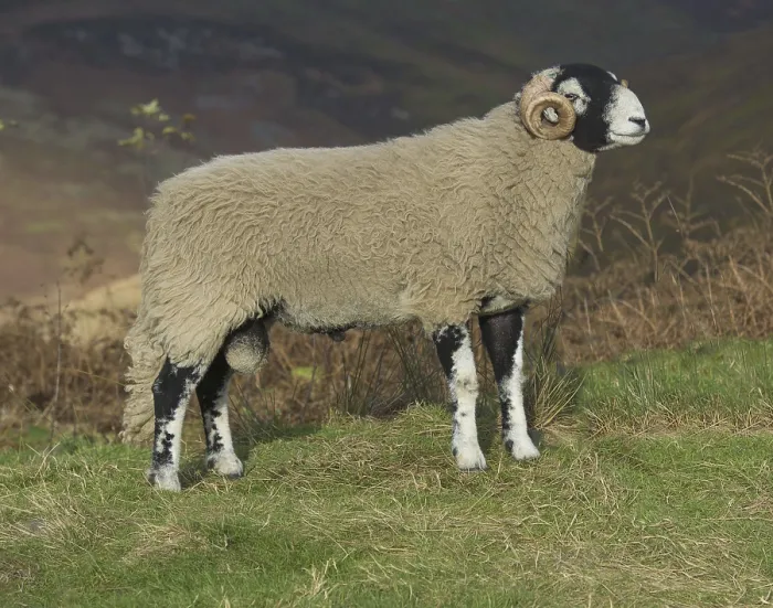 Framed Print : Swaledale sheep, Swaledale ram Framed Print : Swaledale sheep, Swaledale ram