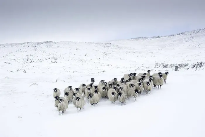 Framed Print : Swaledale Sheep, Swaledale Sheep