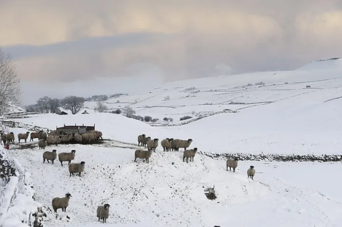 Framed Print : Swaledale Sheep, Swaledale Sheep