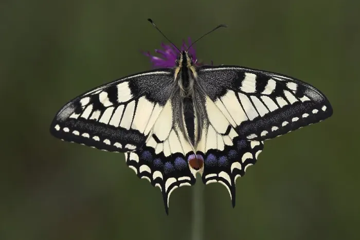 Framed Print : Swallow tail (papilio machaon)