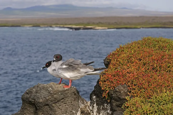Framed Print : Swallow-tailed Gull (Creagrus furcatus)