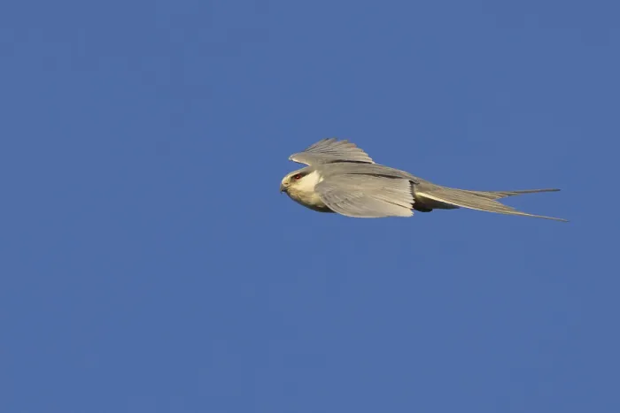 Framed Print : Swallow-tailed Kite, (Chelictinia riocourii)