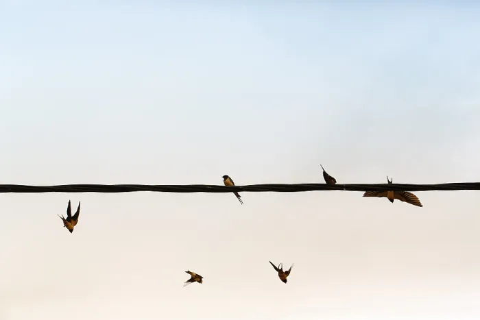 Framed Print : Swallows flying, power line, flock of birds