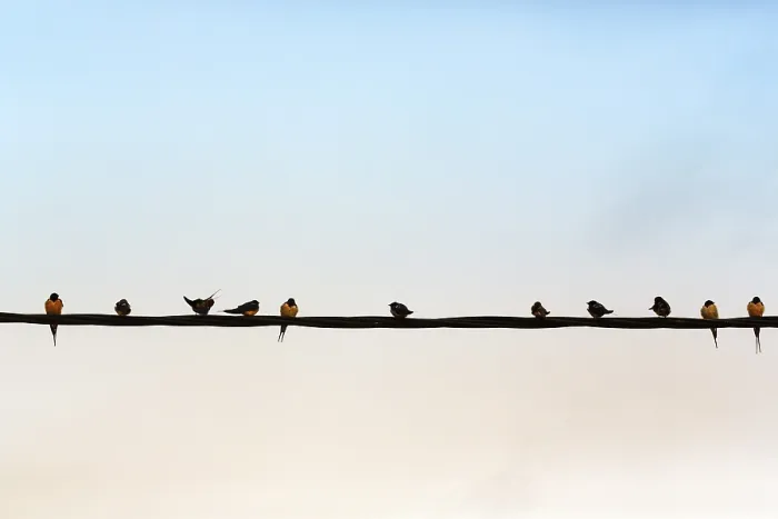 Framed Print : Swallows gathering on power line Framed Print : Swallows gathering on power line